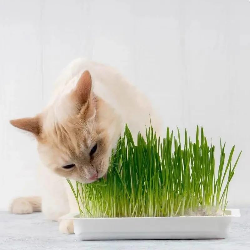 Webbox Cat Grass Kit