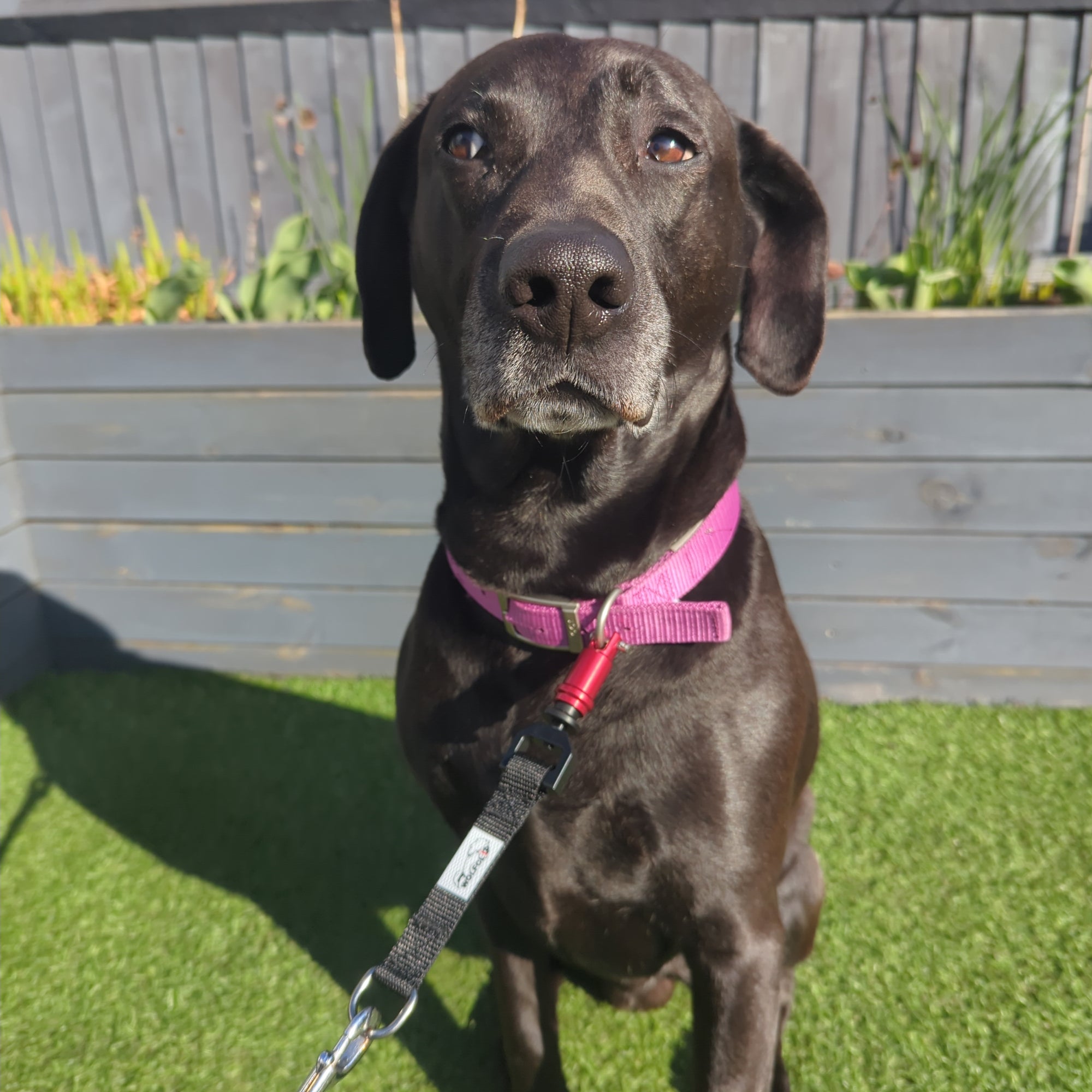 Wolfclip Original Adapters & Housings 5 Colours 2 Sizes