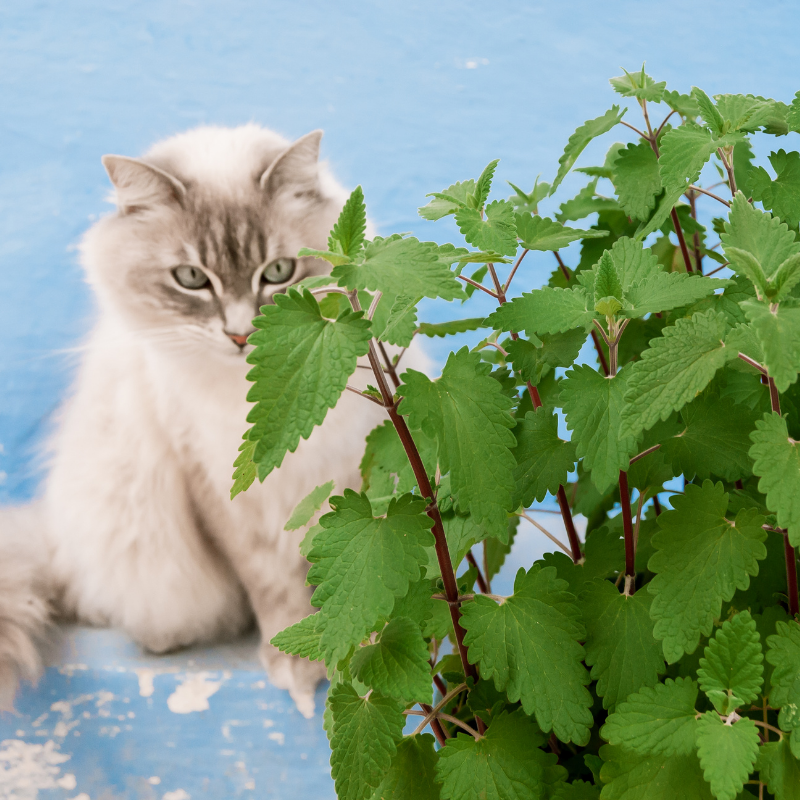 catnip | real pet store