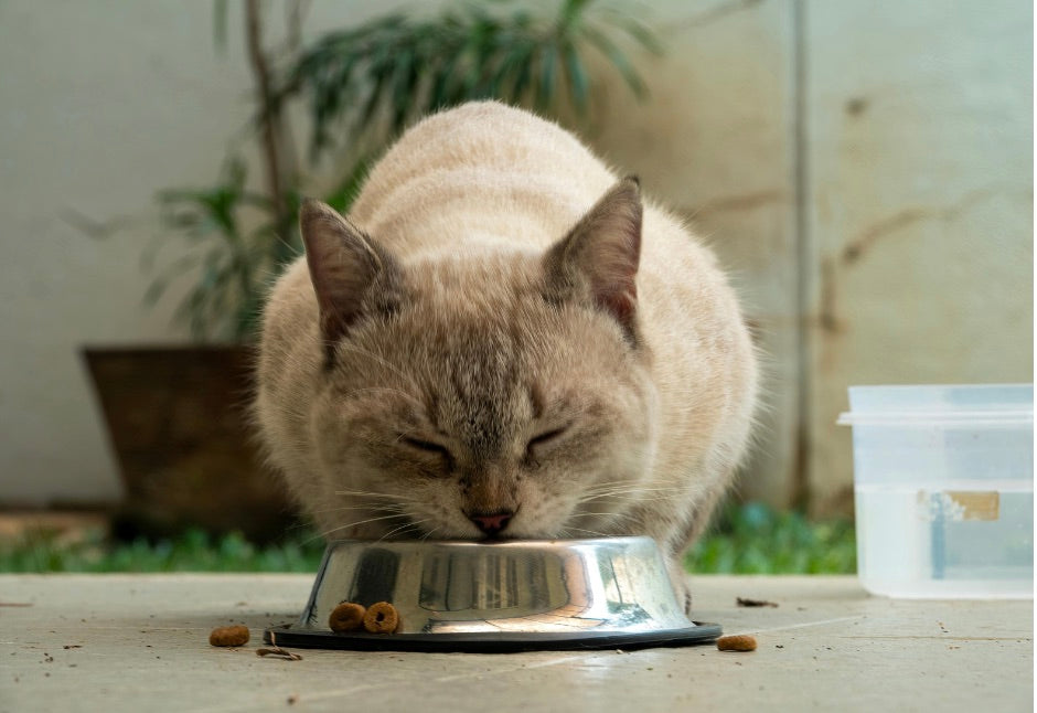 The Best Cat Treats for 2026