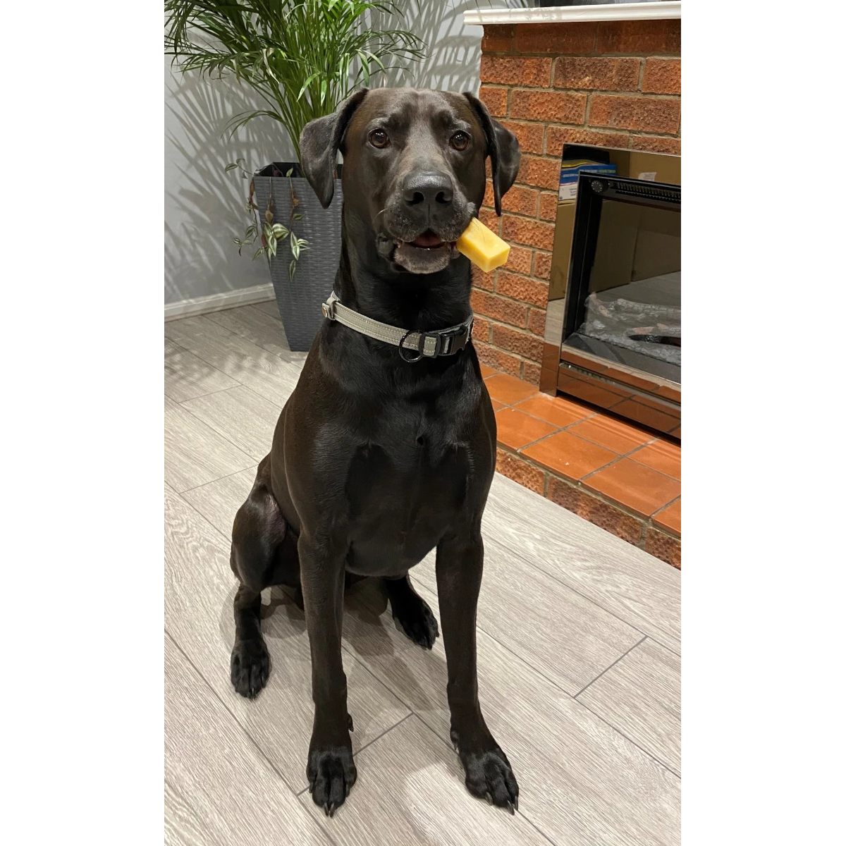 K2 Yak Chews Long Lasting Natural Dog Treats XX-Large (Jumbo)