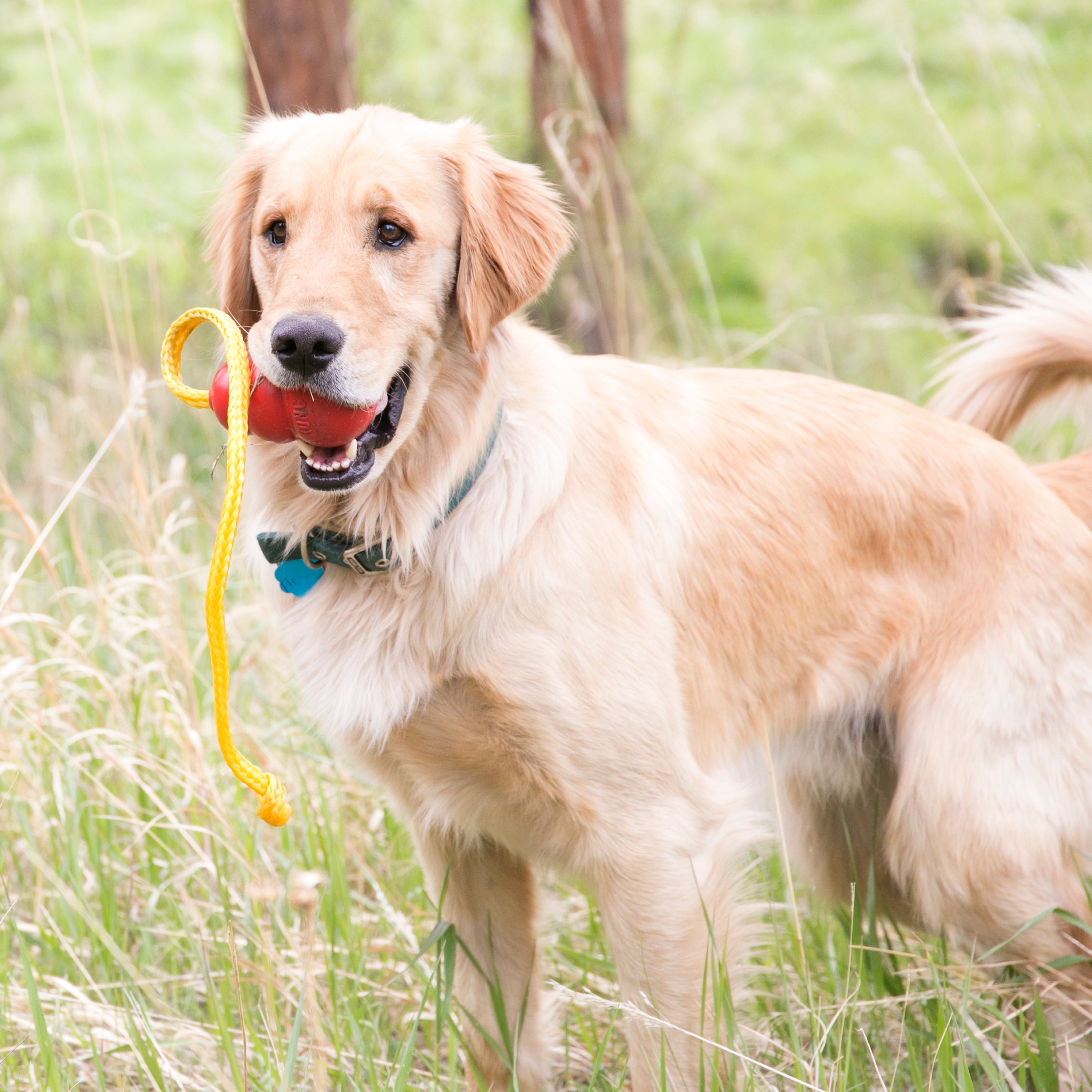 KONG Classic with Rope