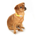 Doodlebone Originals Padded Dog Collar Ruby 3 Sizes