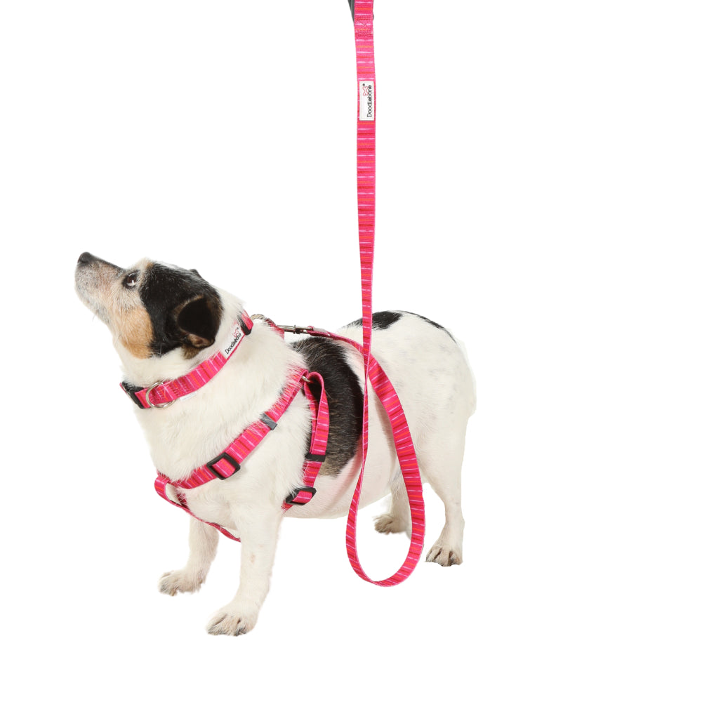 Doodlebone Originals Dog Lead 1.2m Violet 3 Sizes