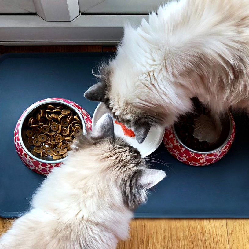 Goldfish Ceramic Water Bowl for Cats